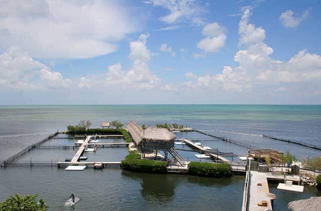 floating docks in a facility on the ocean at dolphin research center marathon
