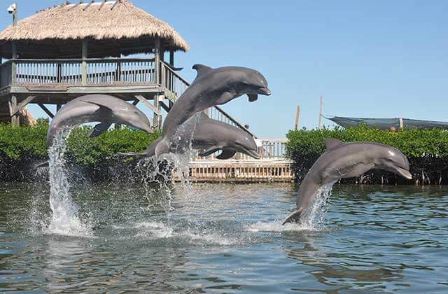 four dolphins leaping in unison at dolphin research center marathon
