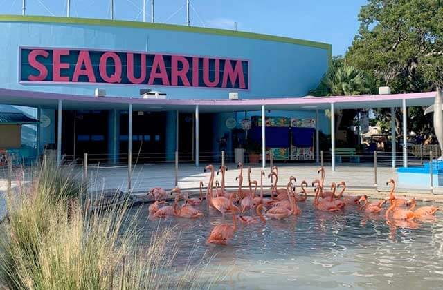 front exterior with flamingos in pool at miami seaquarium florida