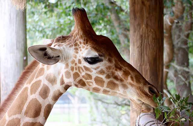 giraffe eating from a feeding tower at jacksonville zoo and gardens florida