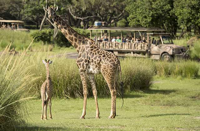giraffes with safari tour vehicle at disneys animal kingdom theme park orlando