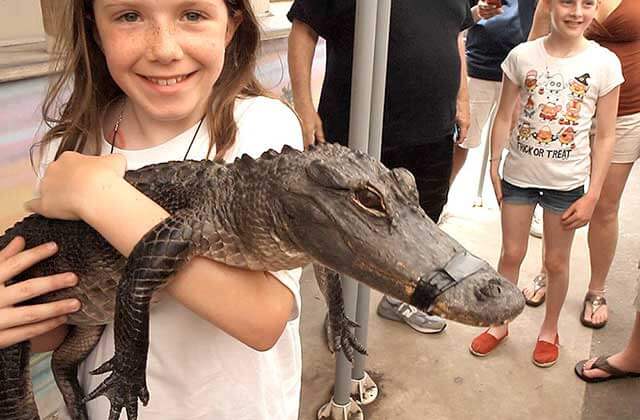 girl holds gator with taped mouth at everglades holiday park ft lauderdale