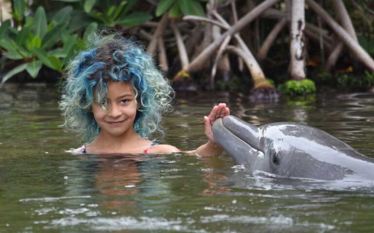 girl with blue hair swimming with dolphin at theater of the sea islamorada