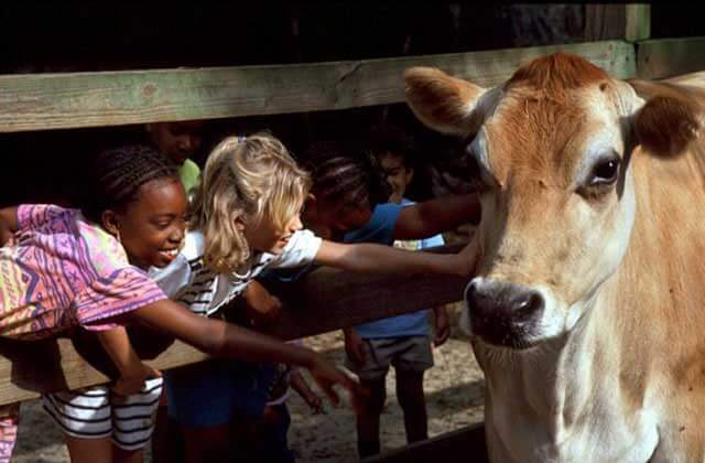 girls petting a cow through the fence at tallahassee museum florida