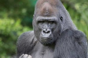 gorilla in an exhibit at zoo miami florida