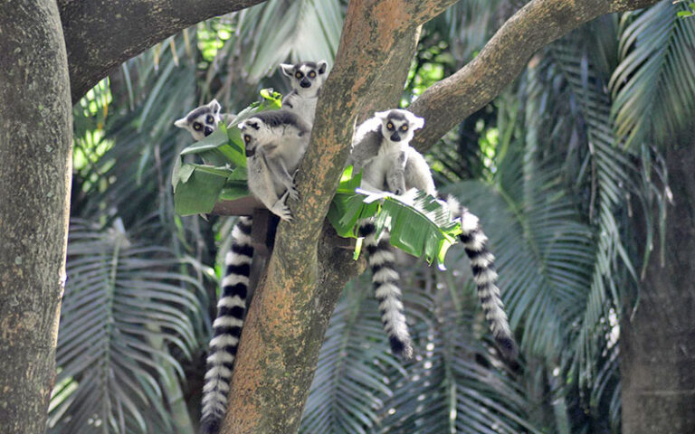 group of ring tailed lemurs in tree at palm beach zoo