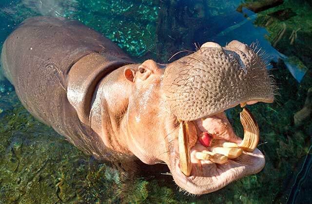 hippo rises from the water to catch an apple in its open mouth at busch gardens tampa bay theme park zoo