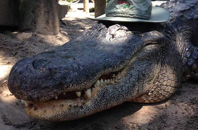 huge alligator with hat at st augustine alligator farm zoological park