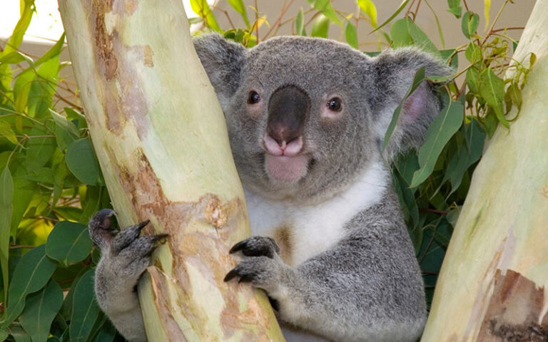 koala bear gripping tree trunk with leaves at palm beach zoo