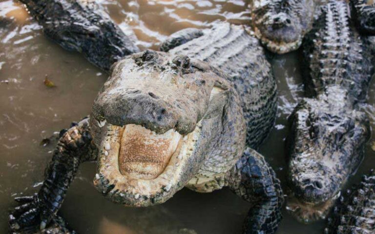 large alligators in water feature at everglades alligator farm homestead