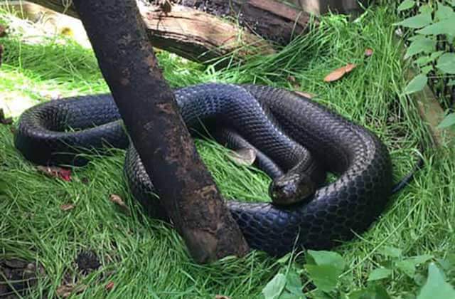 large black snake in the grass at st augustine alligator farm zoological park