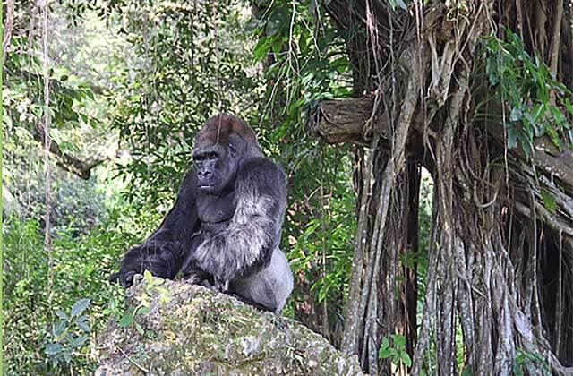 large gorilla sits on a rock under cypress trees at monkey jungle miami florida