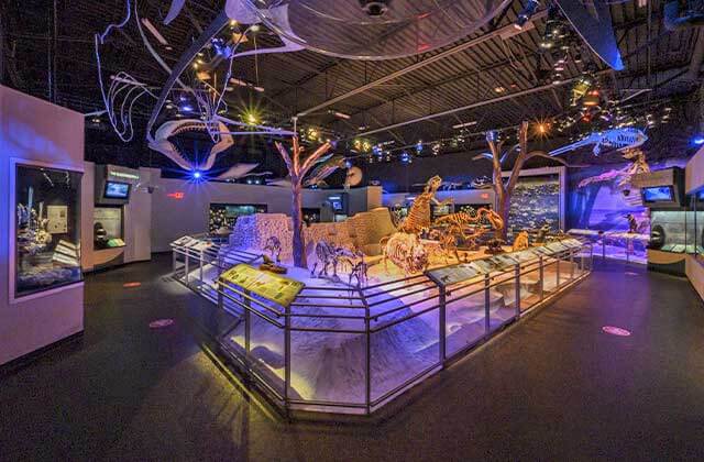 large room with dinosaur bones exhibit with purple lighting at florida museum of natural history gainesville