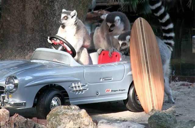 lemurs play in a toy car with a surf board at palm beach zoo florida