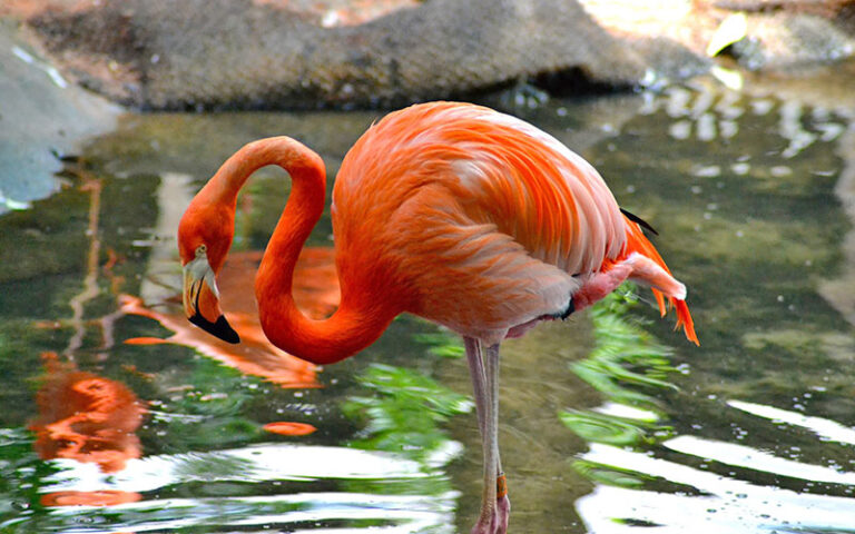 magenta colored flamingo standing on one leg in water at palm beach zoo
