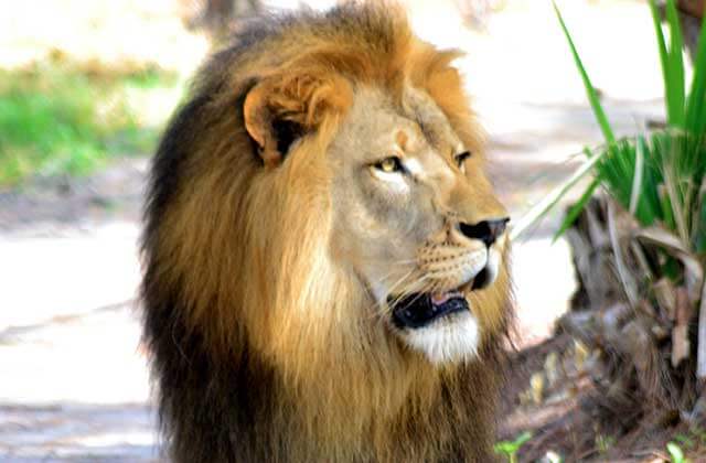 male lion panting in the shade of trees at lion country safari loxahatchee