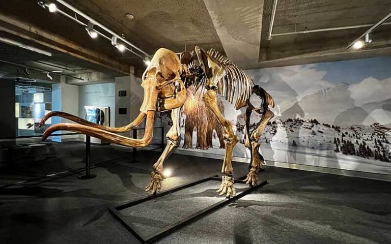 model of a mammoth skeleton for giants of the ice age exhibit at frost science miami florida