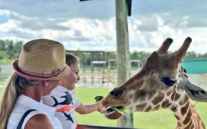 mom and kid feeding giraffe at lion country safari west palm beach
