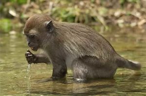 monkey drinks and bathes in a creek at monkey jungle miami florida