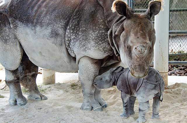 mother and baby white rhino at zoo miami florida