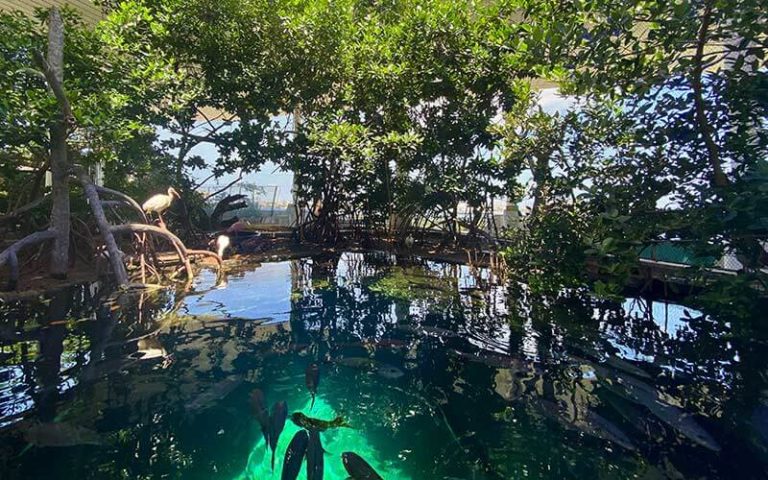 natural florida habitat area inside museum exhibit with trees and water at frost science miami florida