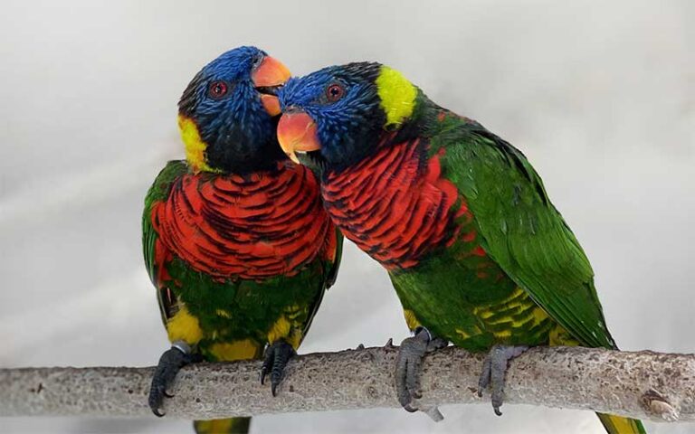 pair of lorikeets preening each other on perch at butterfly world coconut creek