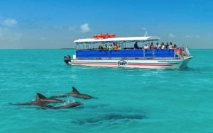 pontoon style party boat with crowd watching several dolphins in blue water at fury water adventures key west