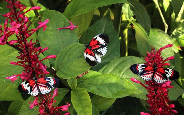 red and black piano key butterflies on leafy foliage at butterfly world coconut creek