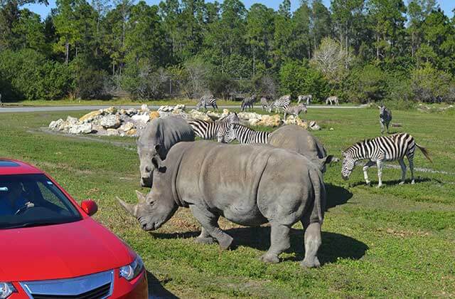 rhinos and zebras grazing near a red car at lion country safari loxahatchee