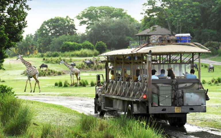 safari vehicle with riders on savannah road with giraffes at disneys animal kingdom walt disney world resort orlando