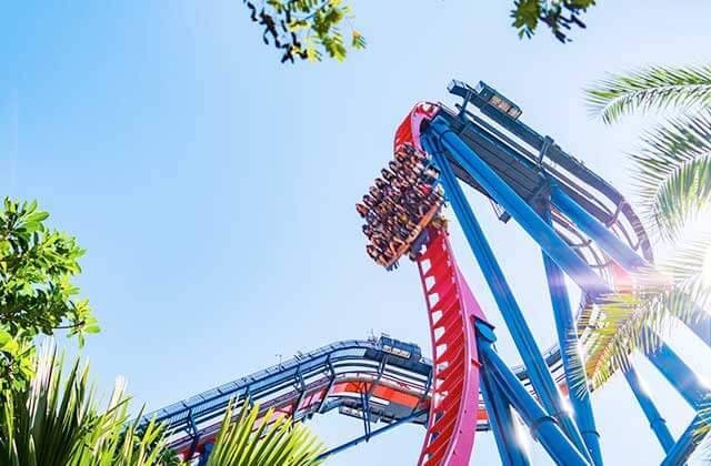 screaming riders plummet on roller coaster at busch gardens tampa bay theme park zoo