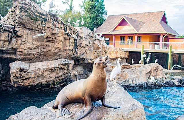 seal eats a fish on a rock with harbor and birds at seaworld theme park orlando