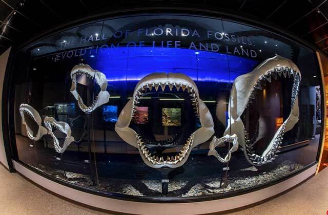 several shark jaws and teeth in exhibit behind glass wall at florida museum of natural history gainesville