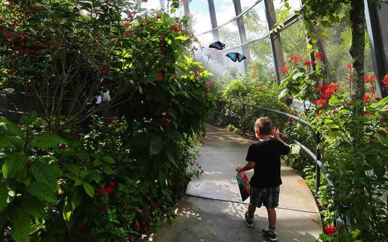 small boy walking along path through tropical garden with blue butterflies at butterfly world