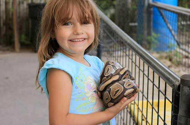 smiling girl holds a brown spotted snake at everglades alligator farm florida city