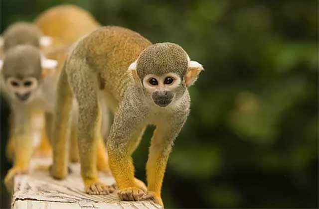squirrel monkeys scamper along a wooden beam at monkey jungle miami florida