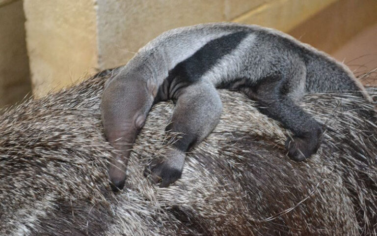 striped baby anteater sleeping on mothers back at palm beach zoo