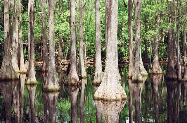 swamp area with many cypress trees at tallahassee museum florida