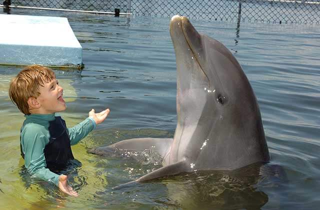 swimming boy interacts with a dolphin at dolphin research center marathon