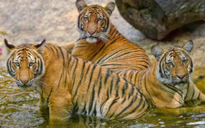 three tigers wading in water with rocks at palm beach zoo