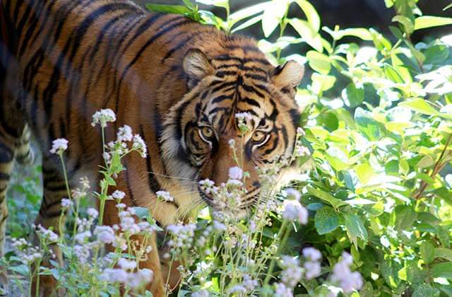 tiger walking through undergrowth at jacksonville zoo and gardens florida