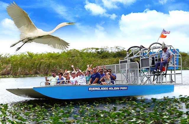 tour group riding speeding in blue airboat on wetlands with white heron flying overhead at everglades holiday park