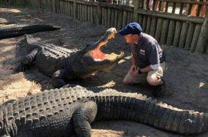 trainer crouched beside a large alligator with open mouth at st augustine alligator farm zoological park