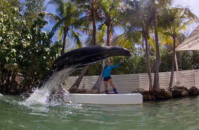 trainer motions as a sea lion leaps out of the water at theater of the sea islamorada