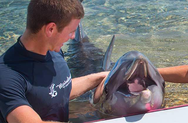 trainer in a wetsuit guiding a dolphin poolside at marineland dolphin adventure st augustine