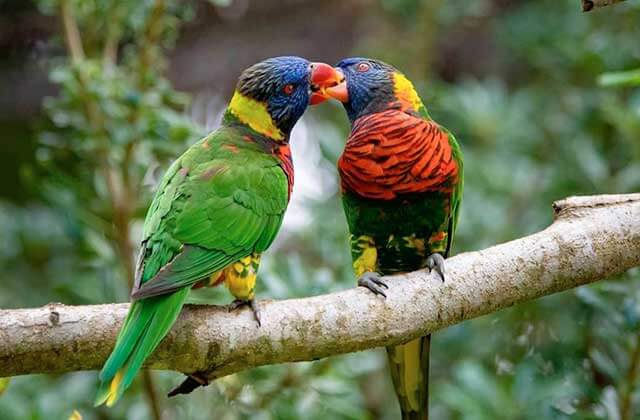 two colorful exotic birds at jacksonville zoo and gardens florida