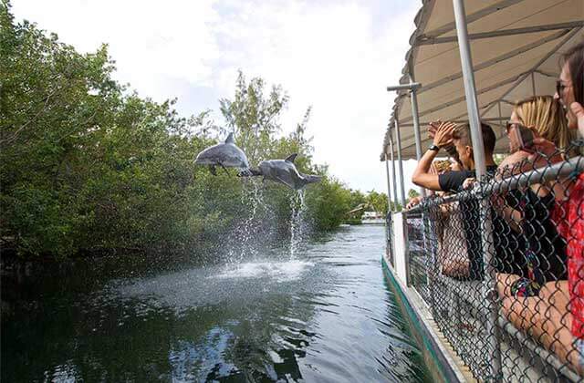 two dolphins jump above water next to a crowded tour boat at theater of the sea islamorada