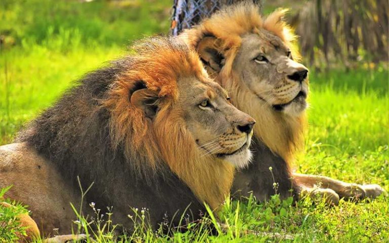 two maned lions sitting in grass at lion country safari west palm beach