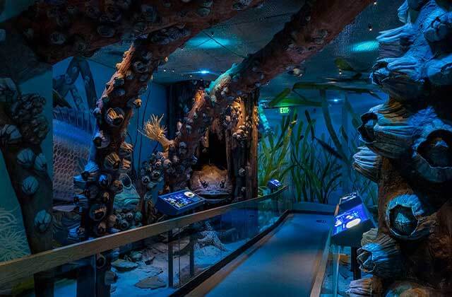 underwater life walk thru exhibit at florida museum of natural history gainesville