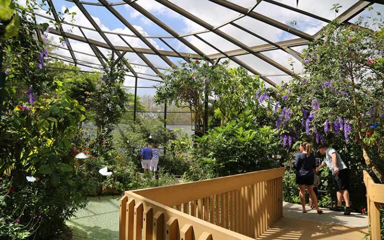 visitors walking through rainforest canopy area at butterfly world coconut creek